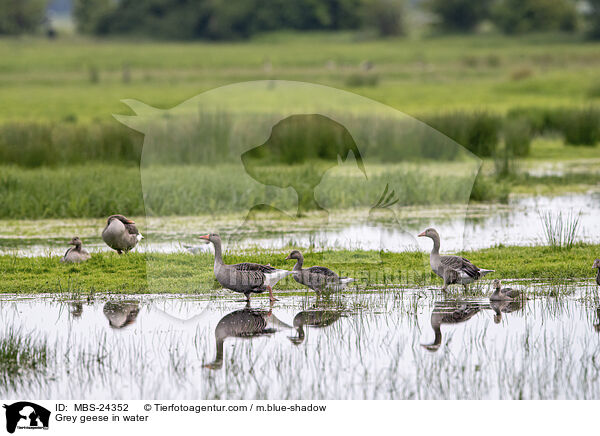 Graugnse im Wasser / Grey geese in water / MBS-24352