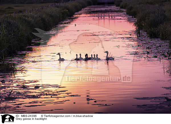 Graugnse im Gegenlicht / Grey geese in backlight / MBS-24396