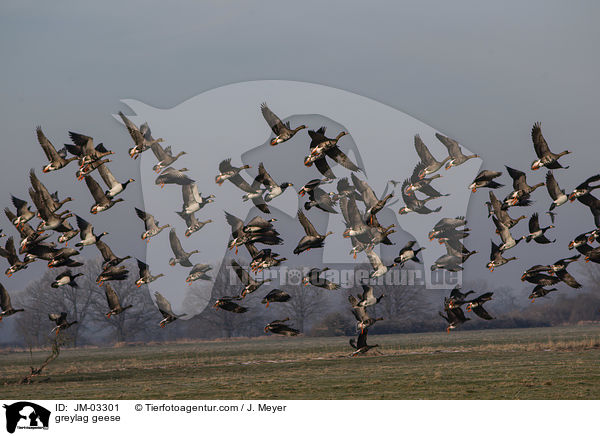 Graugnse / greylag geese / JM-03301