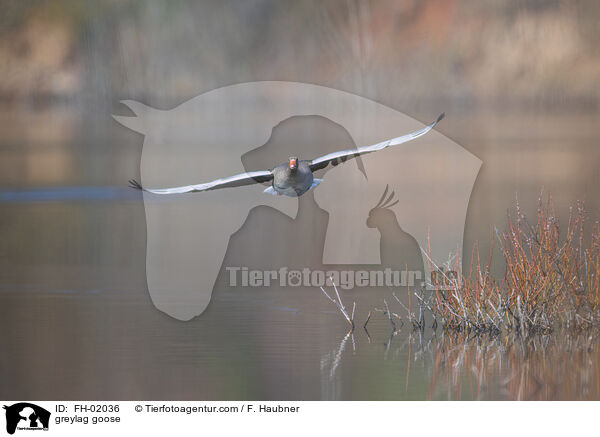 Graugans / greylag goose / FH-02036