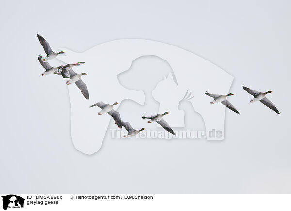 Graugnse / greylag geese / DMS-09986