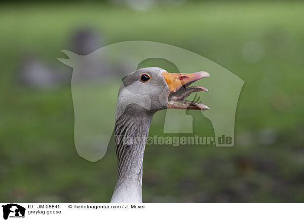 Graugans / greylag goose / JM-08845