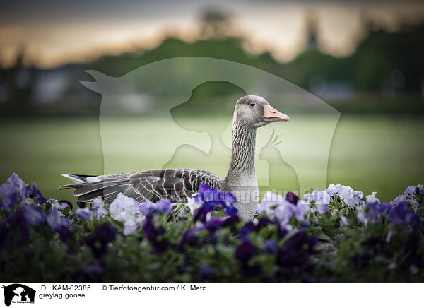 Graugans / greylag goose / KAM-02385