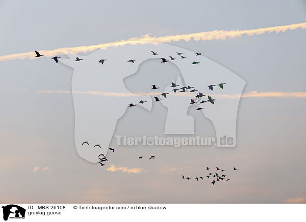 Graugnse / greylag geese / MBS-26108