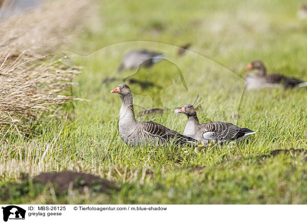 Graugnse / greylag geese / MBS-26125