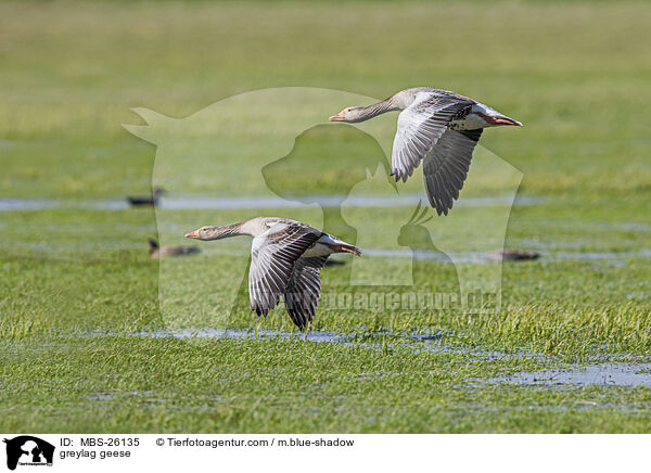 Graugnse / greylag geese / MBS-26135