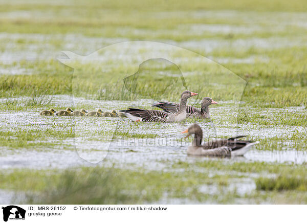 Graugnse / greylag geese / MBS-26152