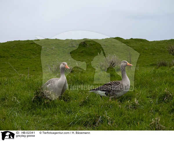 Graugnse / greylag geese / HB-02341