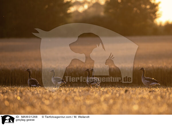 Graugnse / greylag geese / MAW-01268