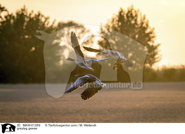 Graugnse / greylag geese / MAW-01269