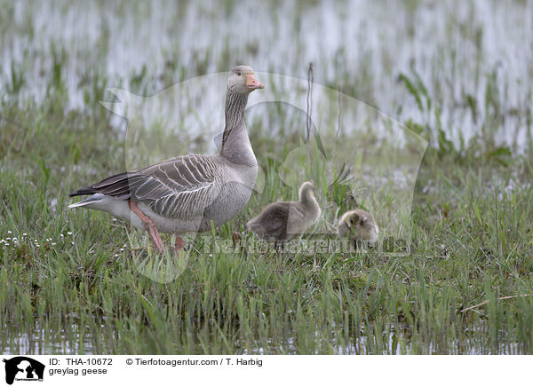 Graugnse / greylag geese / THA-10672