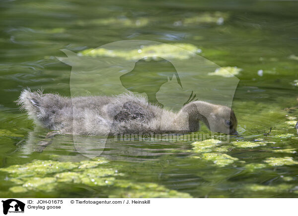 Graugans / Greylag goose / JOH-01675