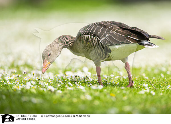 Graugans / Greylag goose / DMS-10903