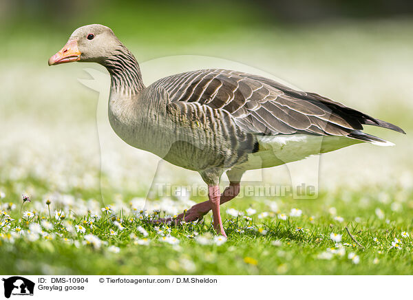 Graugans / Greylag goose / DMS-10904