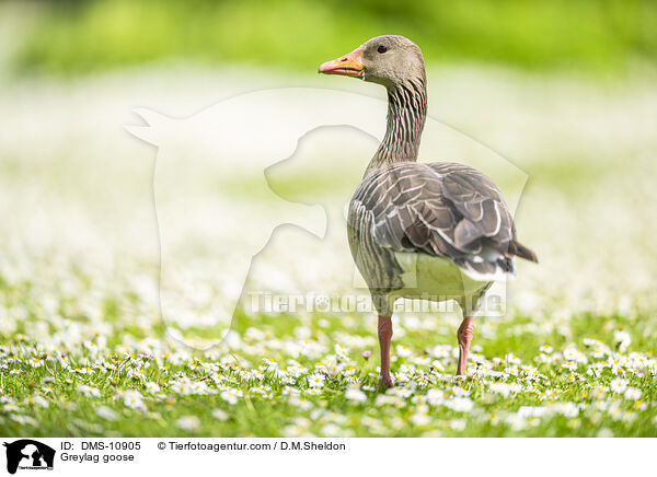 Graugans / Greylag goose / DMS-10905