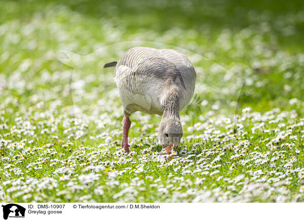 Graugans / Greylag goose / DMS-10907