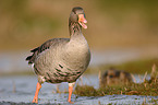 graylag goose