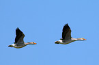 greylag geese