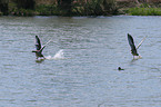 flying greylag geese