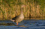 Greylag Goose