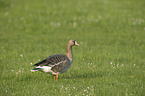 greylag goose