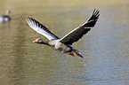 greylag goose