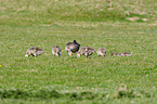 greylag geese