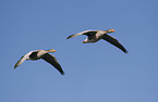 greylag geese