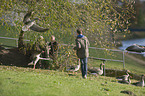 greylag geese