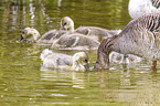 greylag geese