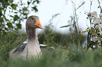 greylag goose