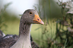 greylag goose