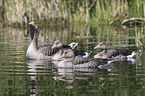 greylag geese