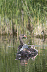 greylag geese