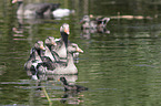 greylag geese