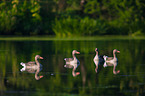 greylag geese