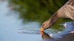 greylag goose