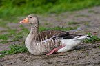 greylag goose