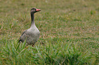 greylag goose