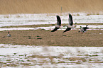 greylag geese