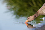 greylag goose