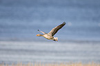 greylag goose