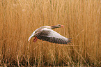 greylag goose