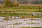 Grey geese in water