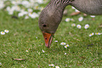 greylag goose