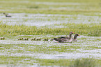 greylag geese