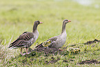 greylag geese