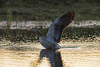 greylag goose