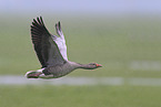 greylag goose