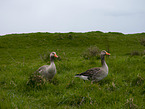 greylag geese